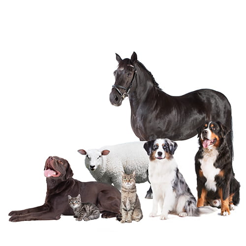 Pet disinfectant wipes, Pet care product