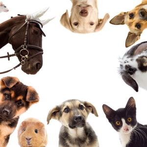 Cleaning wipes and pads for pets, Pet care product