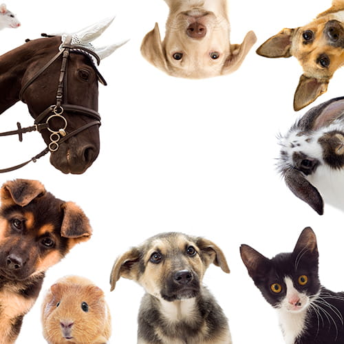 Cleaning wipes and pads for pets, Pet care product