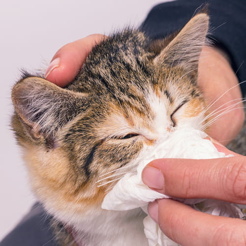 Eye and nose cleaning compresses, Pet care product