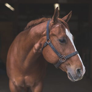 Specific products for horse hygiene and care, Pet care product