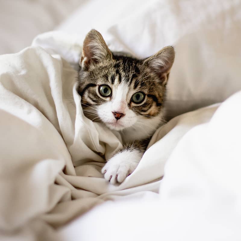 Explore our Pet care products